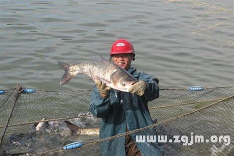 夢見自己在跳舞 龜魚